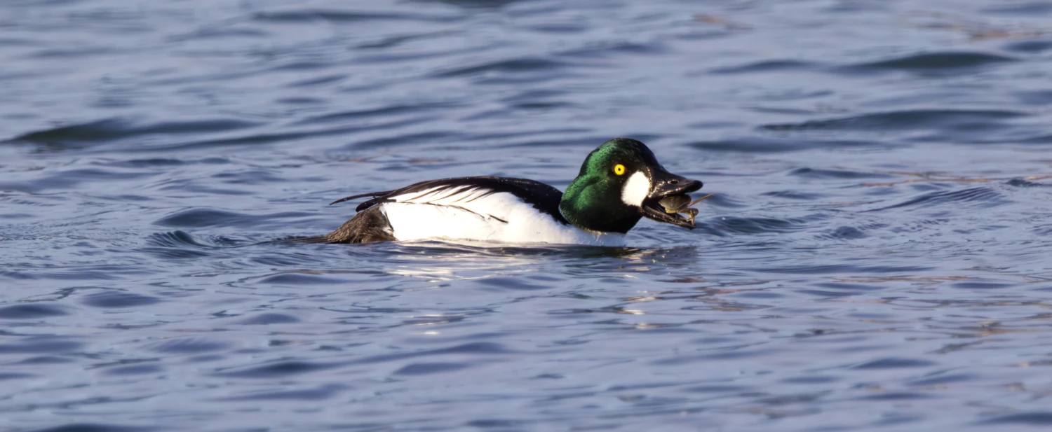 A common goldeneye eating a crab.