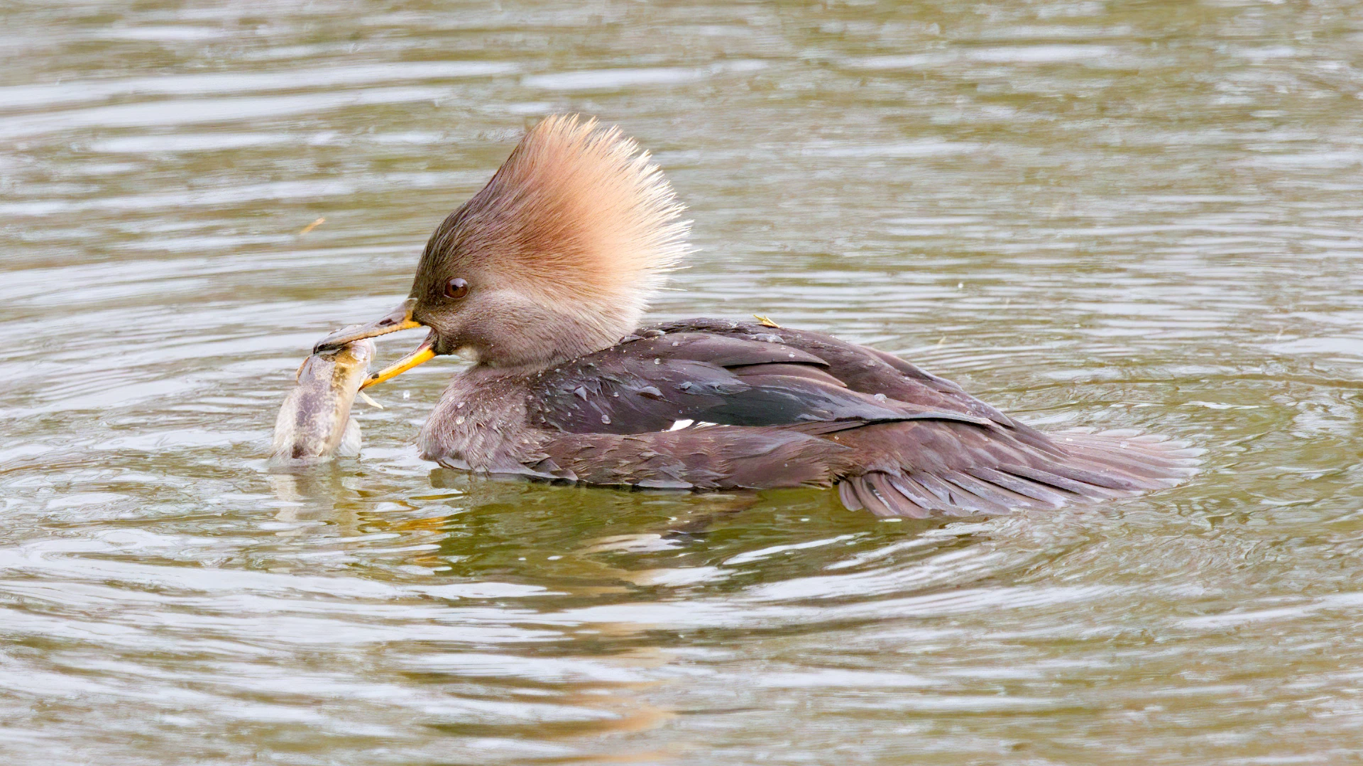 A hooded merganser eating a fish.