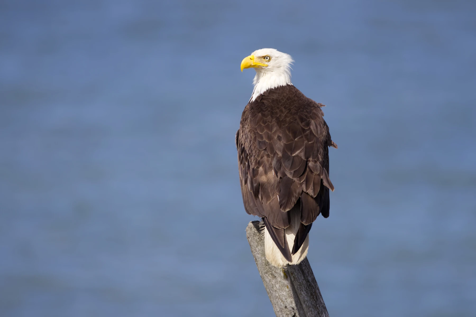 Bald Eagle at Iona Beach