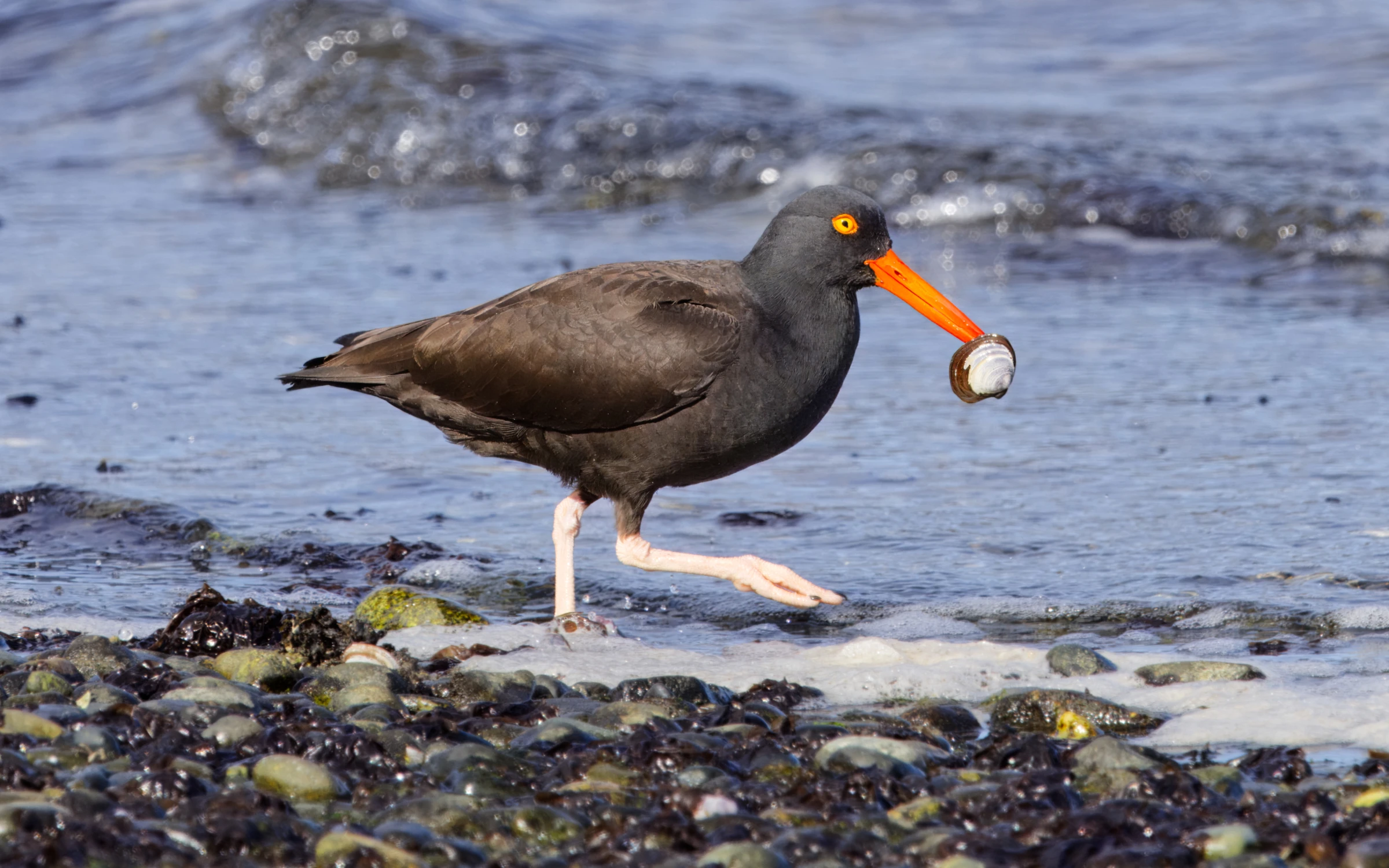 A Black Oystercatcher with a clam in its mouth.